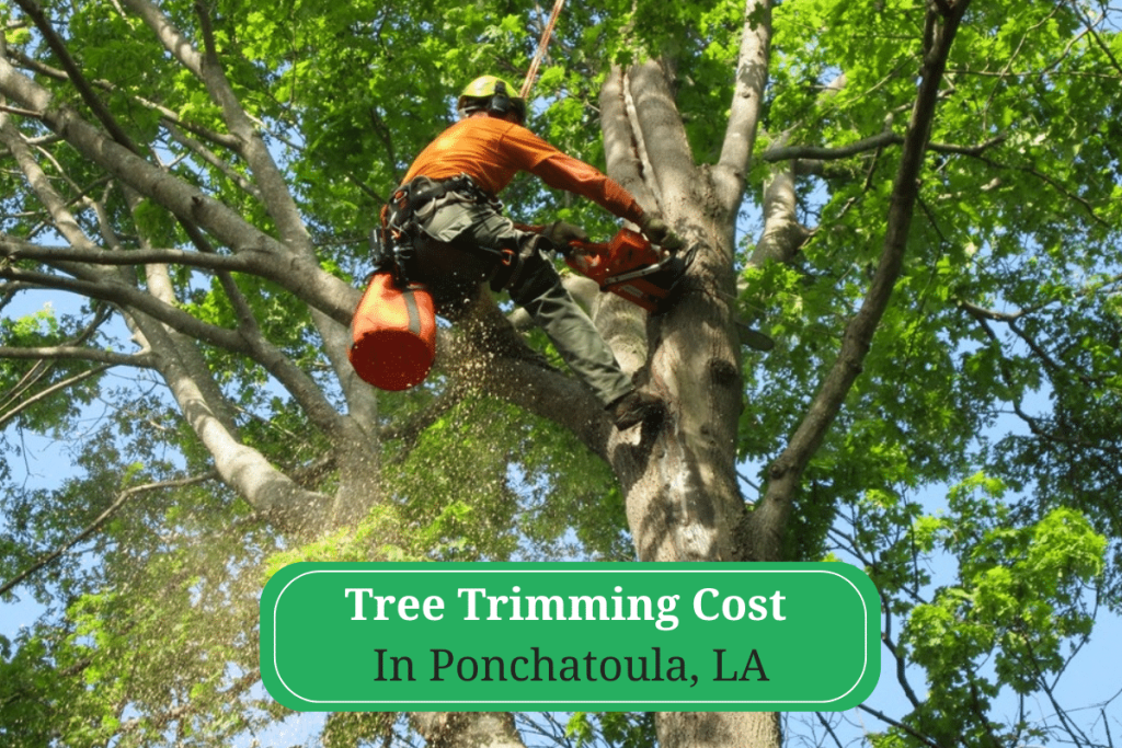 Tree Trimming Cost Ponchatoula