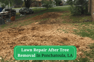 Repair Your Lawn After Tree Removal