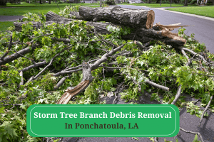 Tree Branch Debris Removal