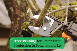 Tree Pruning for Fruit Production