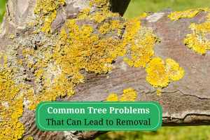 Common-Tree-Problems-That-Can-Lead-to-Removal