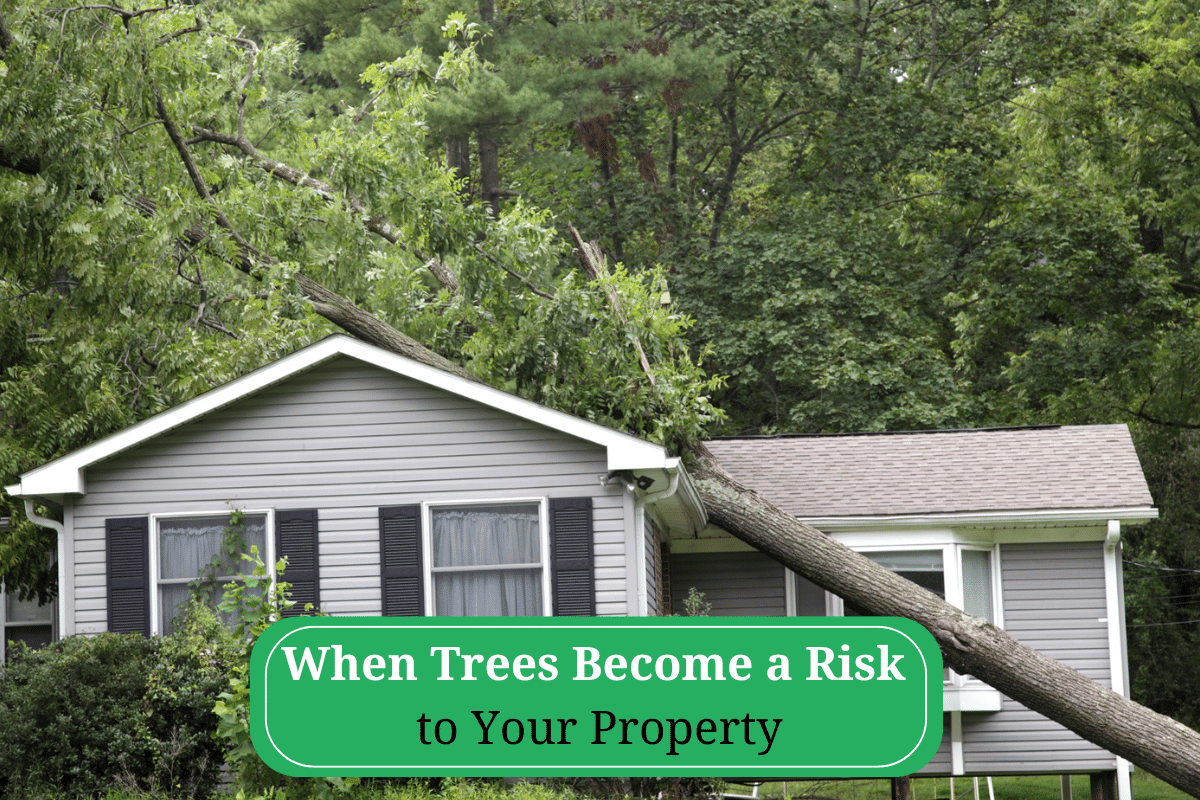 Tree House Risk When Trees Become a Risk to Your Property in Metairie, LA