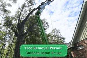 Tree Removal Permit Guide in Baton Rouge
