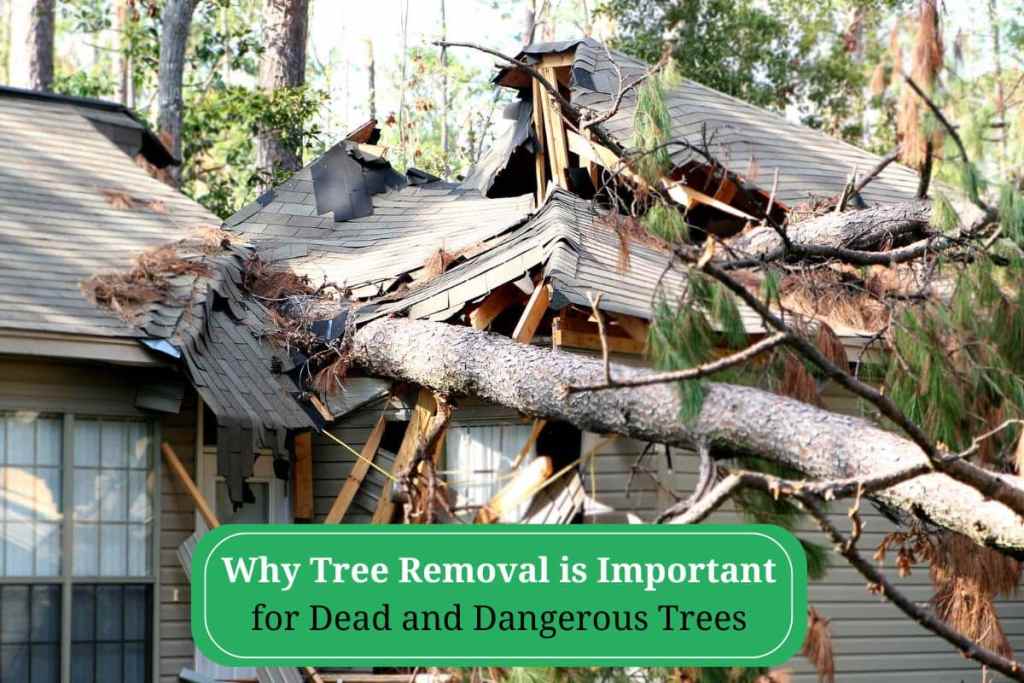 Tree Removal in Gulfport MS