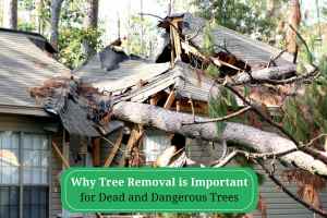 Tree Removal in Gulfport MS
