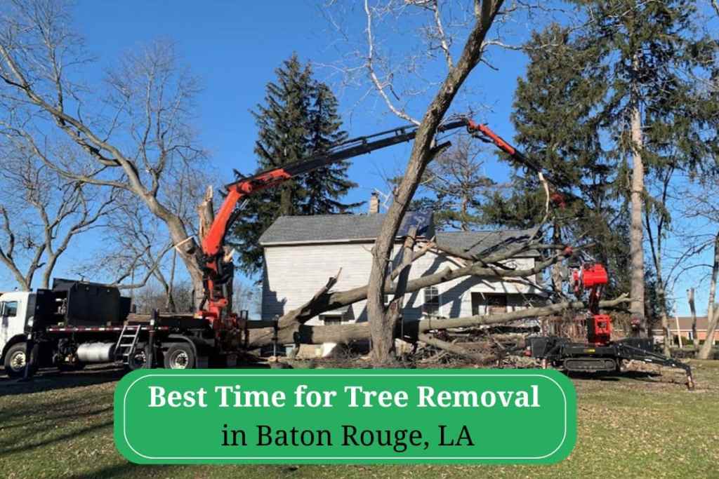 Best Time for Tree Removal in Baton Rouge, LA