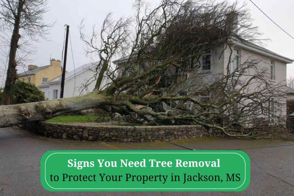 Signs You Need Tree Removal to Protect Your Property in Jackson, MS