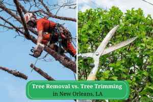 Tree Removal vs. Tree Trimming in New Orleans, LA