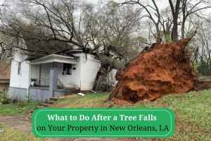 What-to-Do-After-a-Tree-Falls-on-Your-Property-in-New-Orleans