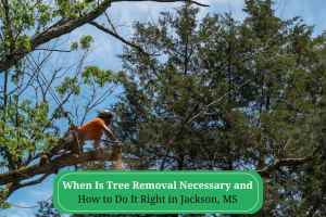 When Is Tree Removal Necessary and How to Do It Right in Jackson, MS