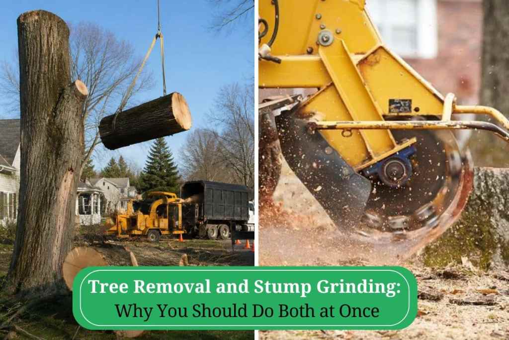 Tree Removal and Stump Grinding: Why You Should Do Both at Once